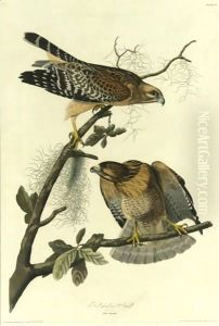 Red-Shouldered Hawk (Plate 56) by John James Audubon