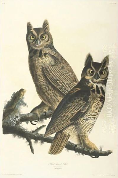 Great Horned Owl (Plate 61) - view 1