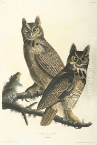 Great Horned Owl (Plate 61) Great Horned Owl (Plate 61)