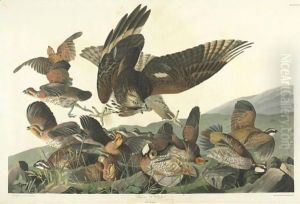 Virginian Partridge (Plate 76) by John James Audubon