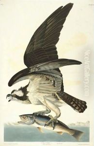Fish Hawk by John James Audubon