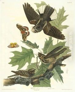 Whip-Poor-Will by John James Audubon