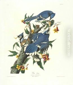Blue Jay (Plate C11) by John James Audubon