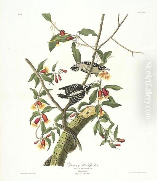 Downy Woodpecker (Plate CXII) - view 1