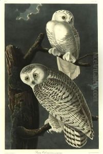 Snowy Owl by John James Audubon