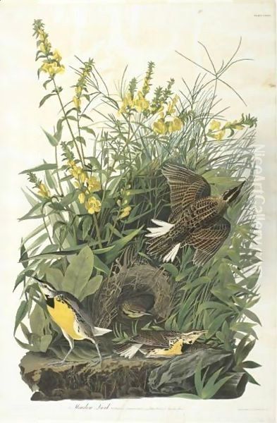 Meadow Lark (Plate Cxxxvi) - view 1