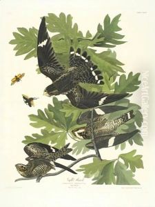 Night Hawk by John James Audubon
