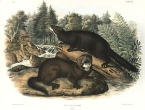 Collared Peccary And Mink by John James Audubon