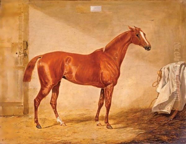 A Racehorse In A Loose Box - view 1