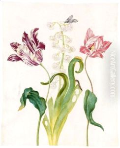 A White And Violet Tulip, A Hyacinth, A White And Red Tulip And A Marbled Tuffett And Its Pupa And Caterpillar by Johanna Helena Herolt Graff