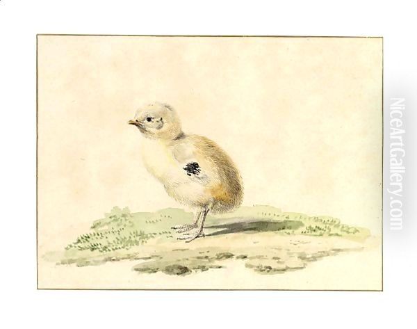A Newborn Chick - view 1
