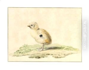 A Newborn Chick by Aert Schouman