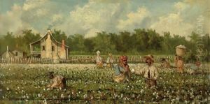Cotton Field