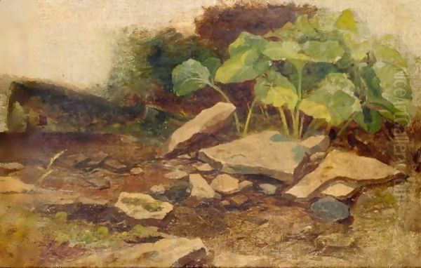 Study Of Plants And Rocks - view 1