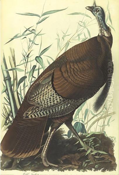 Wild Turkey, Male (Plate 1) - view 1