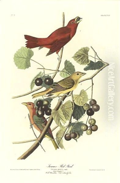 Summer Red Bird (Plate Xliv) - view 1