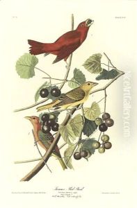 Summer Red Bird (Plate Xliv) by John James Audubon