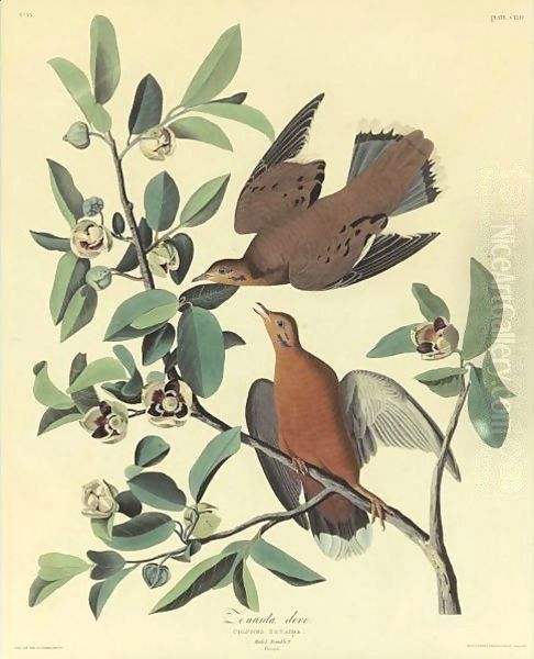 Zenaida Dove - view 1