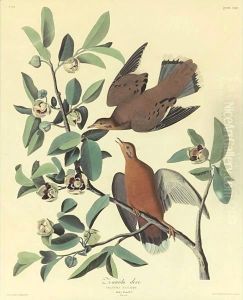 Zenaida Dove by John James Audubon