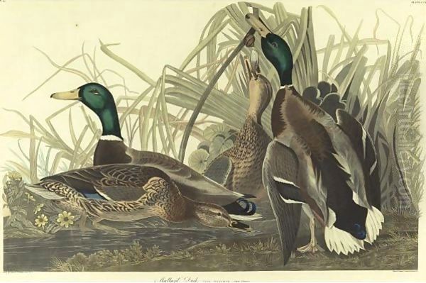 Mallard Duck (Plate 221) - view 1
