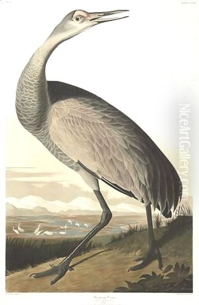 Hooping Crane (Plate Cclxl) - view 1