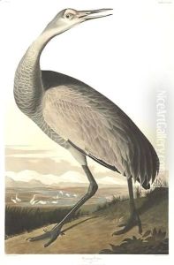 Hooping Crane (Plate Cclxl) by John James Audubon