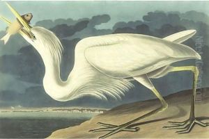 Great White Heron (Plate Cclxxxi) by John James Audubon