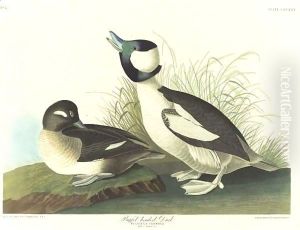 And Buffel-Headed Duck by John James Audubon