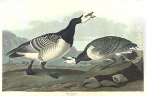 Barnacle Goose (Plate Ccxcvi) by John James Audubon