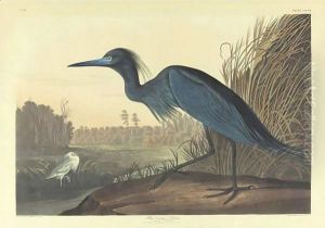 Blue Crane Or Heron (Plate 307) by John James Audubon