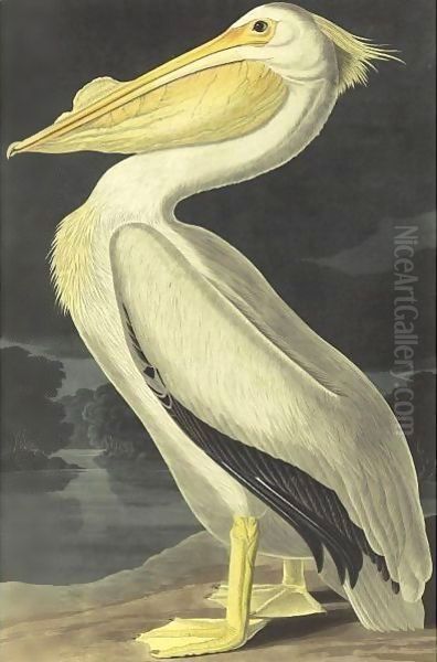 American White Pelican (Plate 311) - view 1