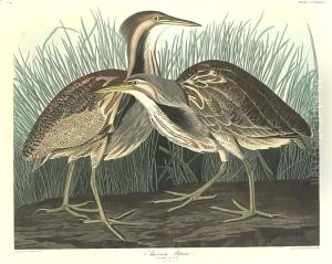 American Bittern