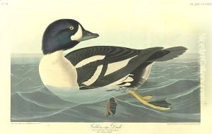 Golden-Eye Duck by John James Audubon