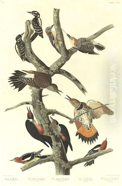 Hairy Woodpecker (Plate 416) - view 1