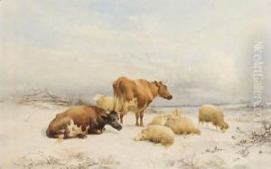 Winter - Sheep And Cattle Winter - Sheep And Cattle