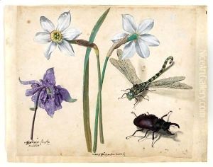 A Sheet Of Studies Of Flowers And Insects Two Narcissi And A Columbine, With A Dragonfly And A Stag Beetle