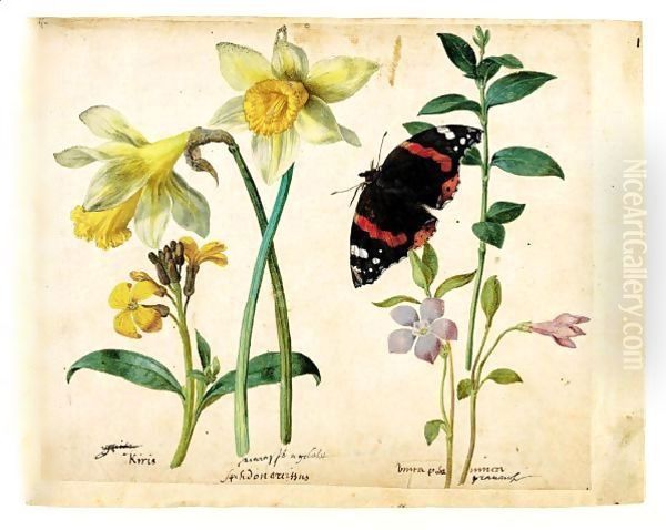 A Sheet Of Studies Of Flowers A Gilliflower, Two Wild Daffodils, A Lesser Periwinkle And A Red Admiral Butterfly - view 1