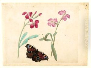 A Sheet Of Studies With Two Gilliflowers And A Peacock Butterfly