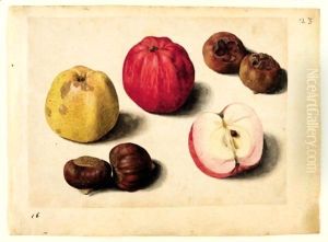 A Sheet Of Studies Of Fruits Apples, Chestnuts And Medlars