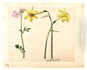 A Sheet Of Studies Of Flowers Two Narcissi And A Lady's Smock by Jacques le Moyne de Morgues