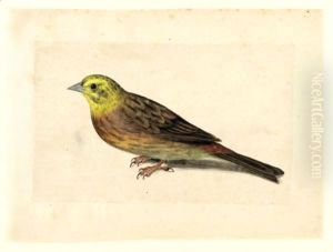 Study Of A Yellowhammer by Jacques le Moyne de Morgues