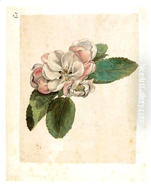 Study Of An Apple Blossom - view 1
