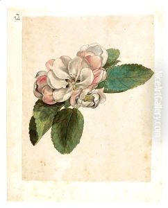 Study Of An Apple Blossom by Jacques le Moyne de Morgues