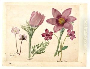 A Sheet Of Studies Of Flowers A Liverwort, Two Pasque Flowers And A Lesser Periwinkle by Jacques le Moyne de Morgues