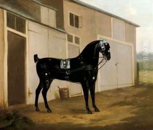 A Black Carriage Horse Outside A Stable