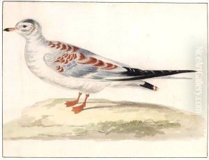 A Juvenile Seagull