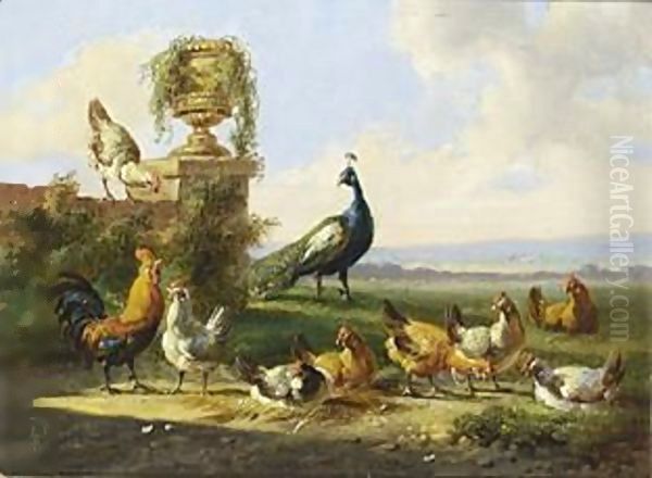 Chicken And A Peacock In A Garden - view 1