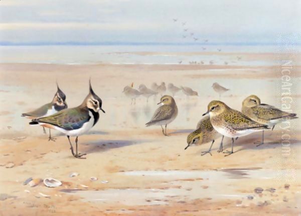 Lapwing And Golden Plover - view 1