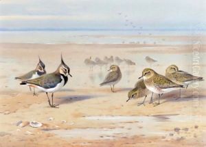 Lapwing And Golden Plover