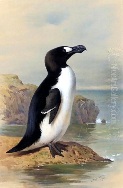 The Great Auk - view 1